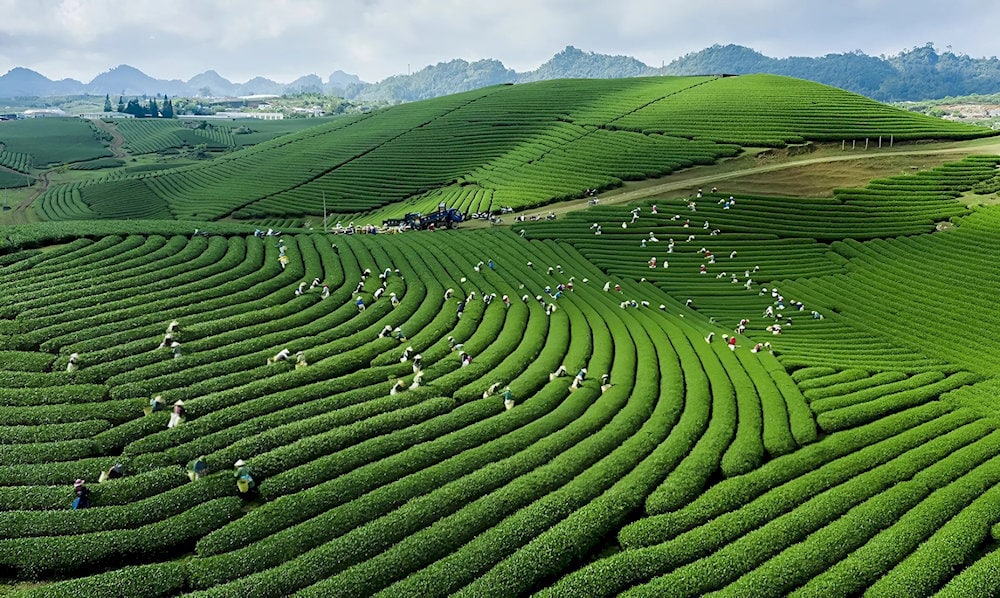 Đồi chè hình trái tim từ trên cao
